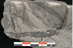 Foto (Detailansicht) von Zamiostrobus lunzensis Ettingshausen (NHMW-GEO-2024-0188-10604)